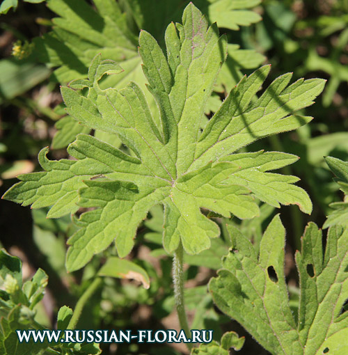 Герань луговая (Geranium pratense L.)